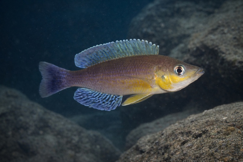 Cyprichromis sp. 'leptosoma jumbo' Cape Kachese